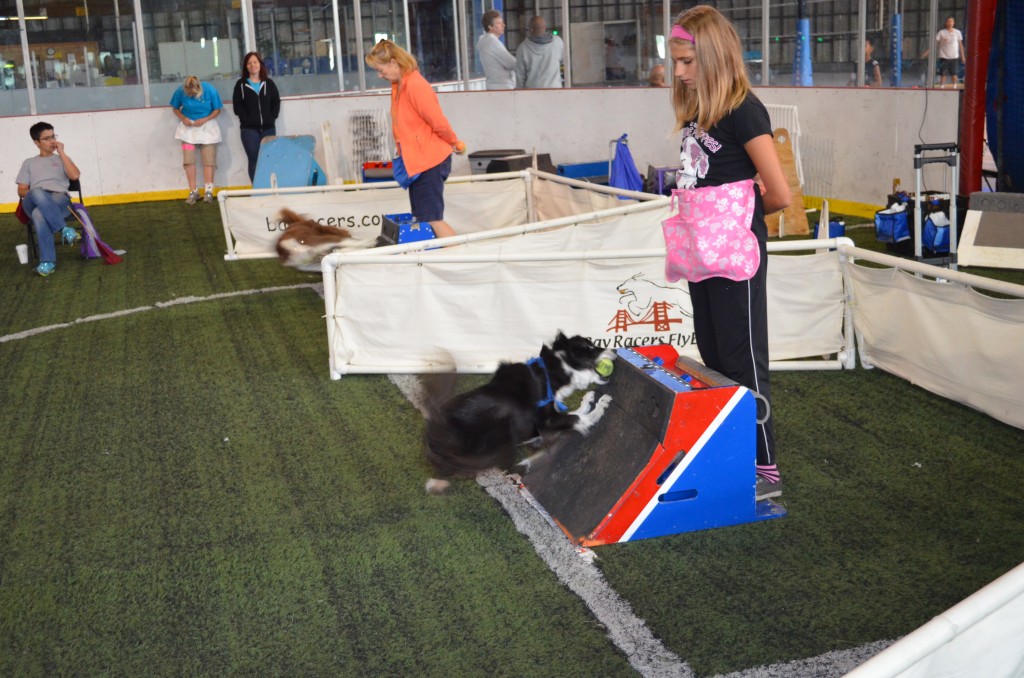 Spotlight Mutts In Motion Flyball