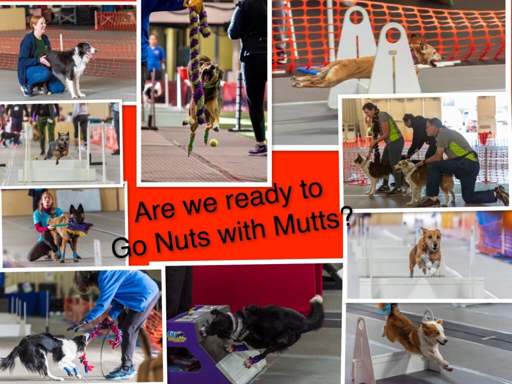 Mutts In Motion Flyball Responsible Pet Ownership and Canine