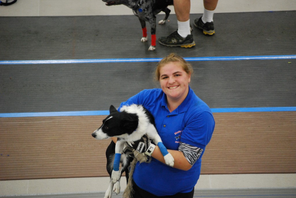 Spotlight Mutts In Motion Flyball